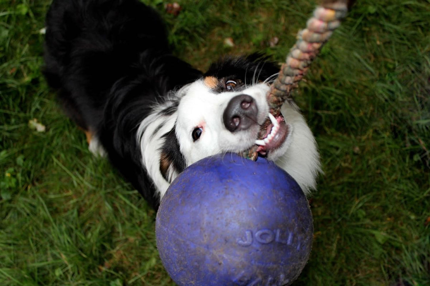Jolly Pets Romp-N-Roll