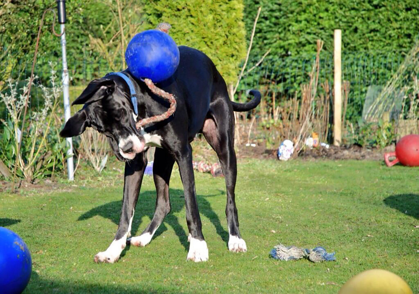 Jolly Pets Romp-N-Roll