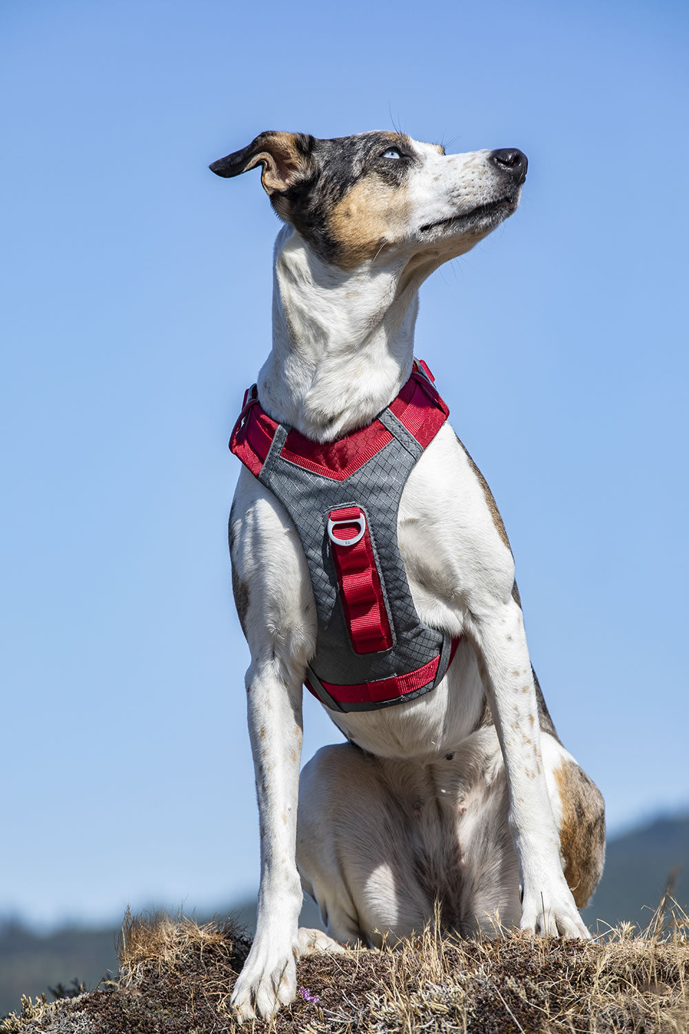 Kurgo Journey Air Harness
