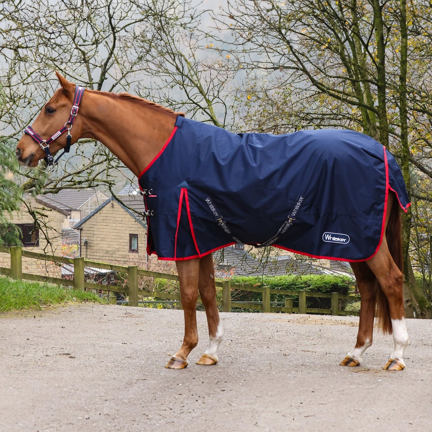 Whitaker Draw Reins Elastic