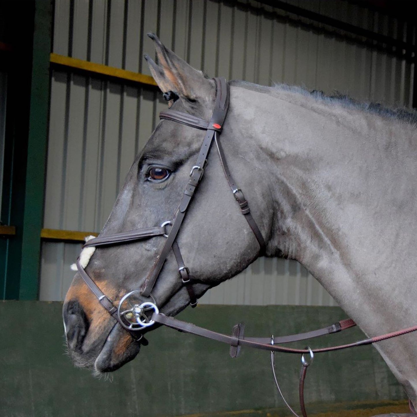 Whitaker Ready To Ride Mexican Bridle