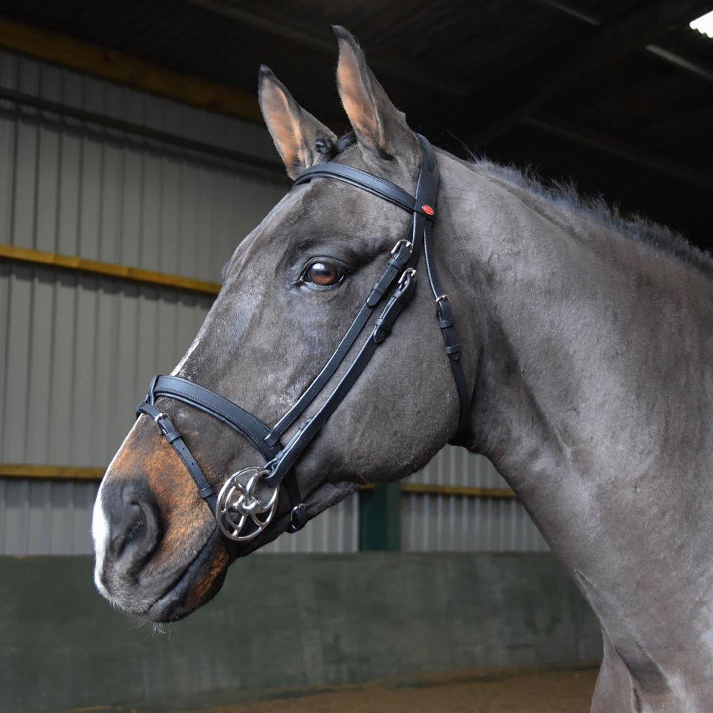 Whitaker Ready To Ride Snaffle Bridle
