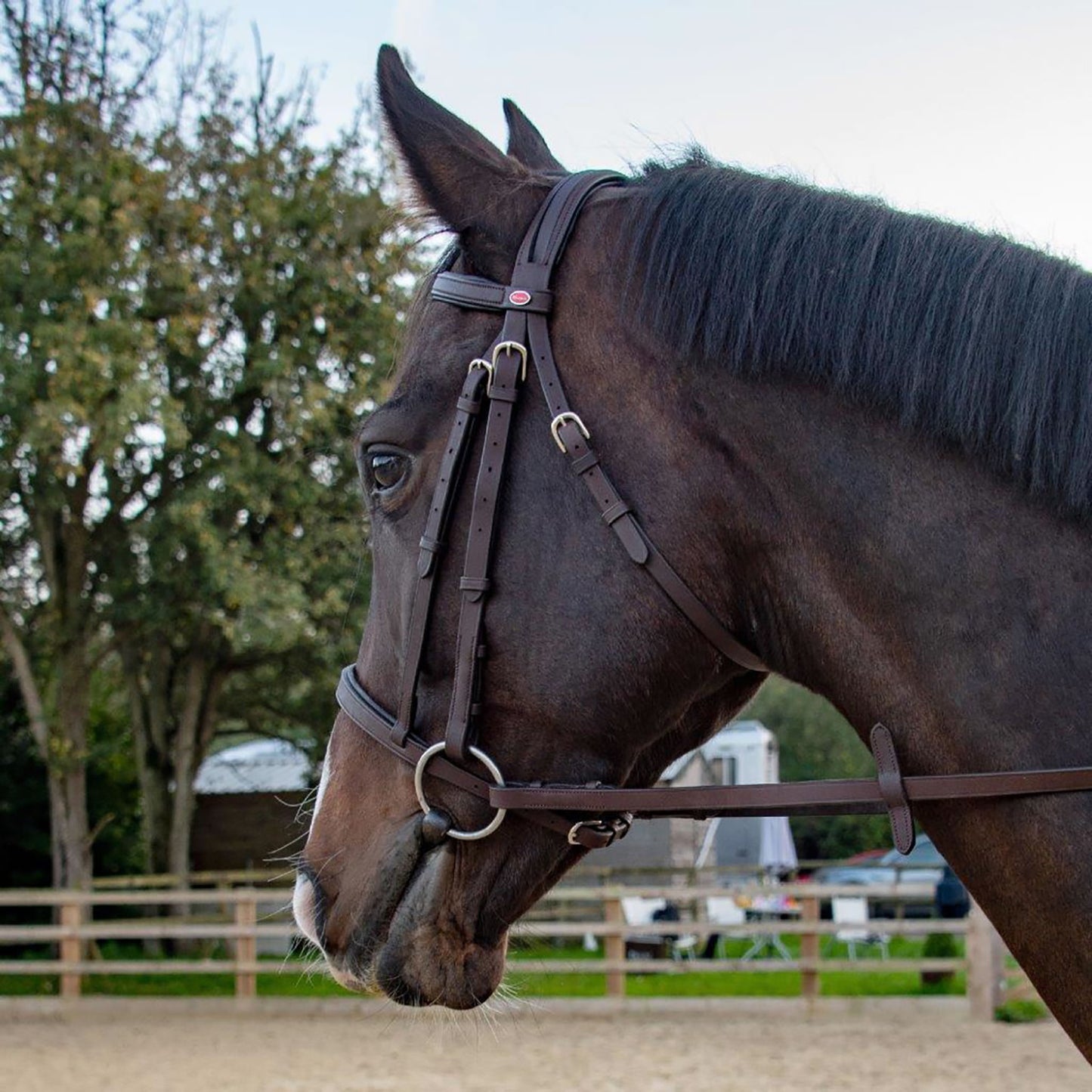 Whitaker Ready To Ride Snaffle Bridle
