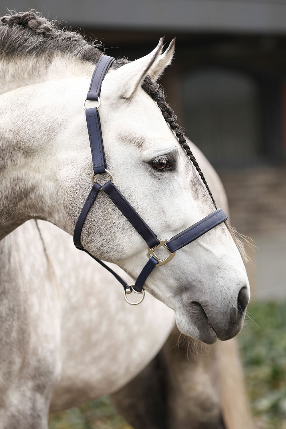 Equilibrium Stellar Headcollar