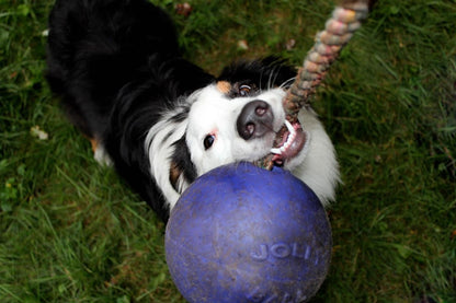 Jolly Pets Romp-N-Roll