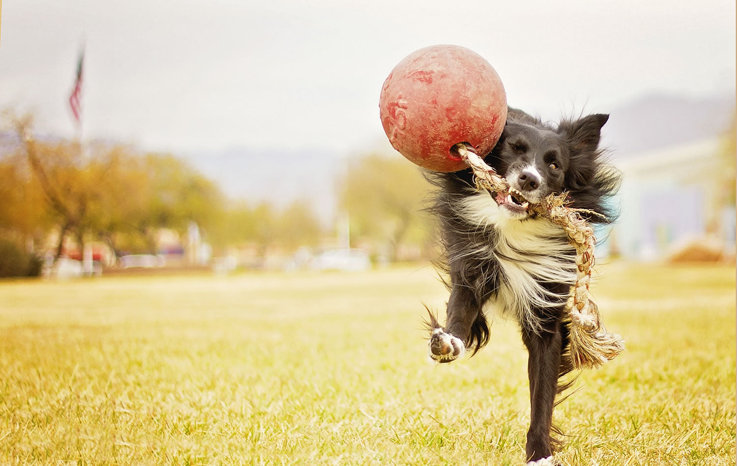 Jolly Pets Romp-N-Roll