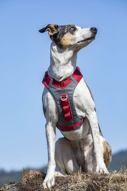 Kurgo Journey Air Harness