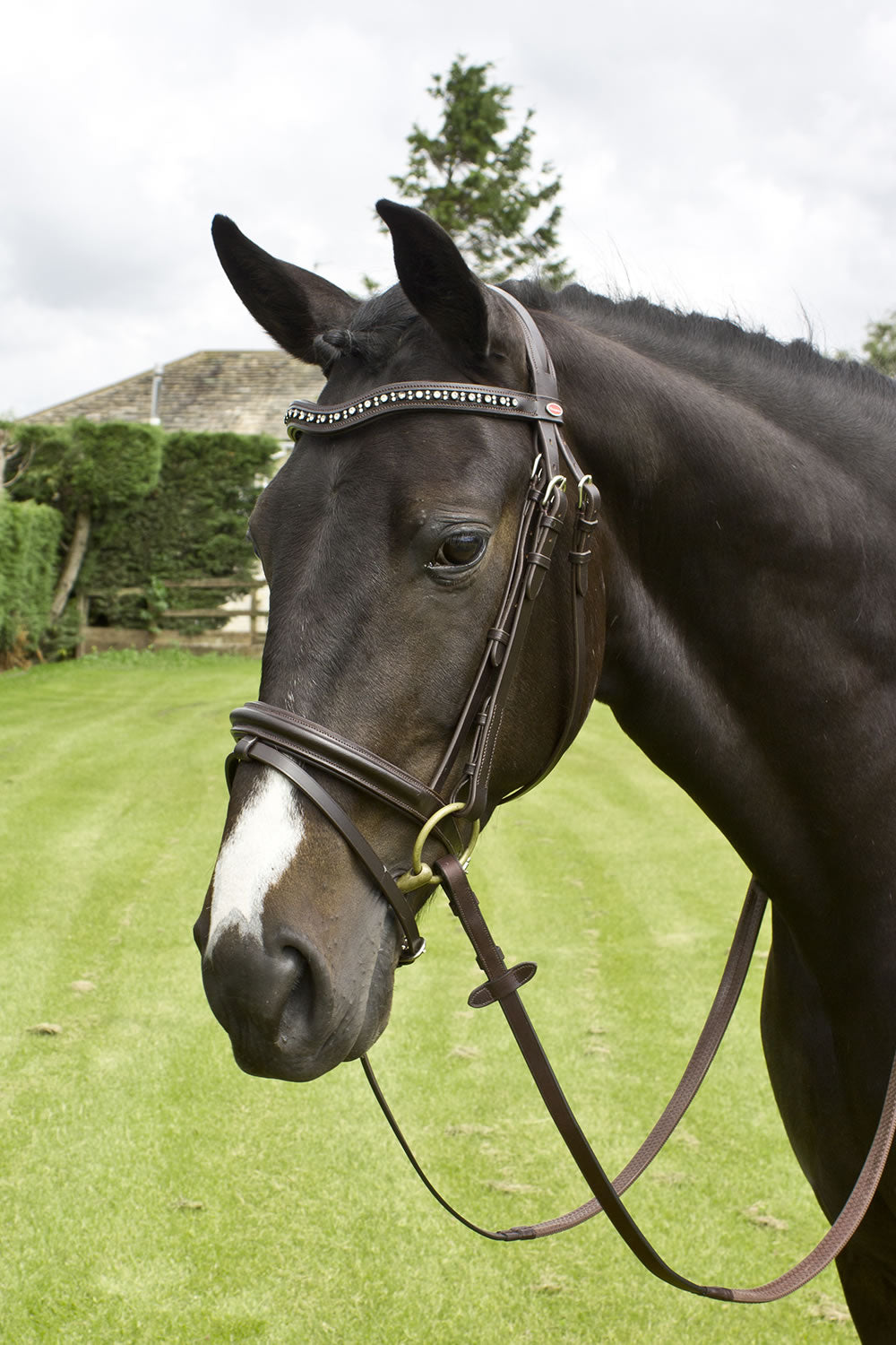 Whitaker Lynton Flash Bridle with Spare Browband