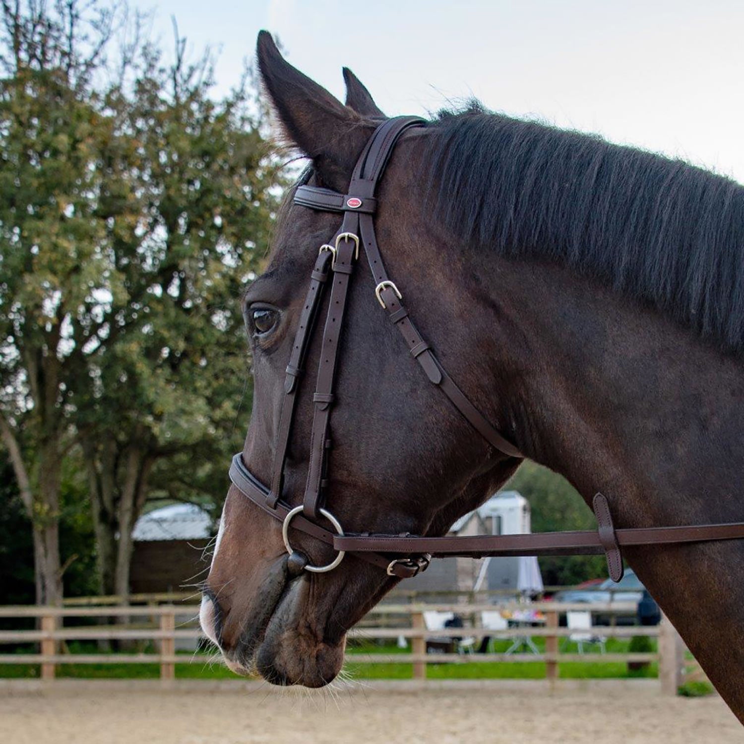 Whitaker Ready To Ride Snaffle Bridle